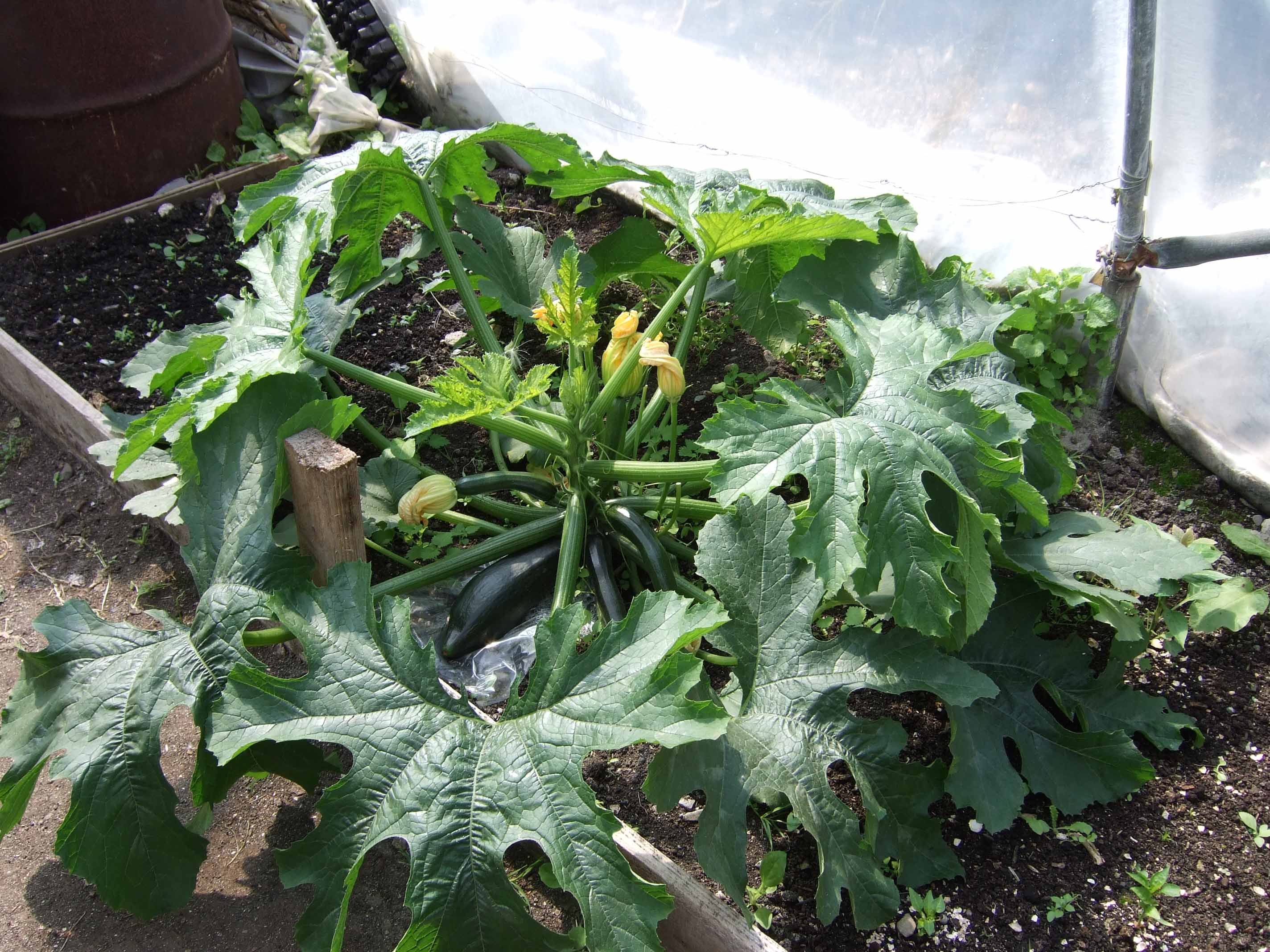 and courgettes